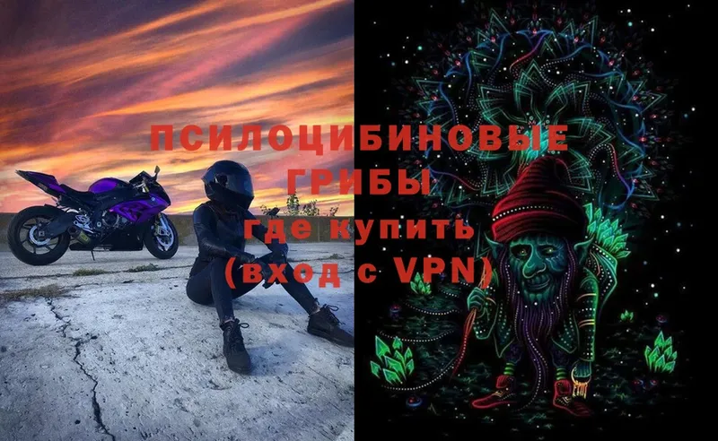 Галлюциногенные грибы Cubensis  Ессентуки 